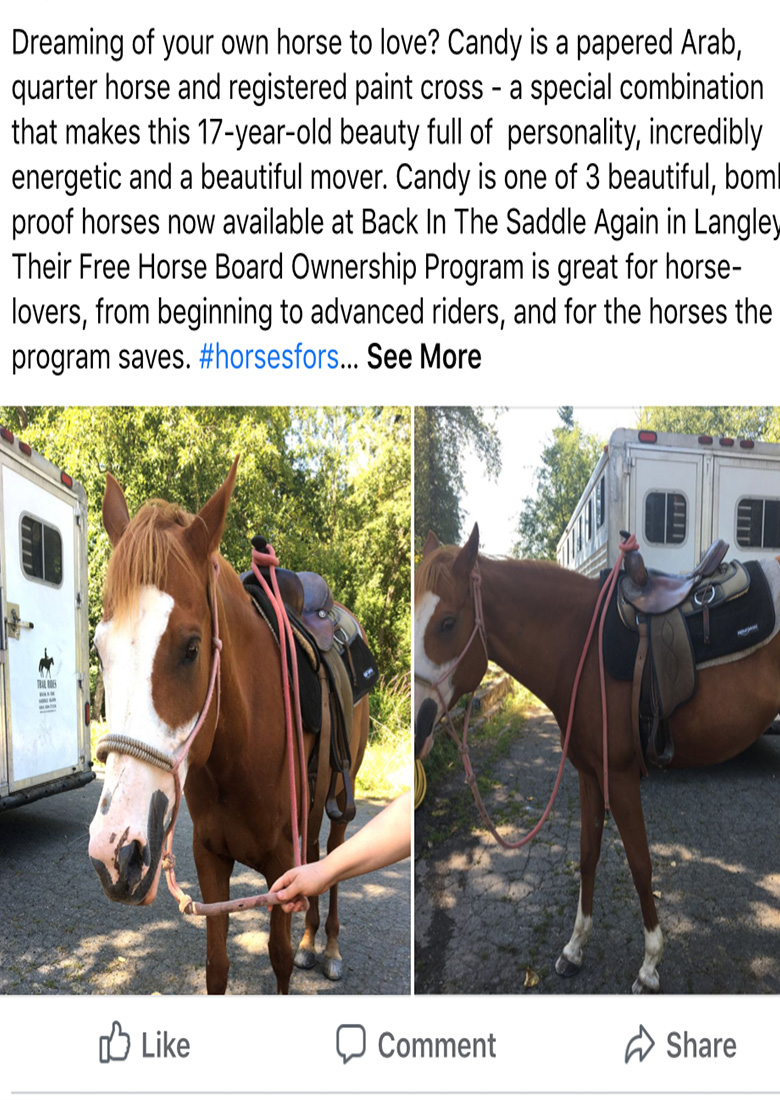 Social Media for Equestrian and Animal Companion Care Industries